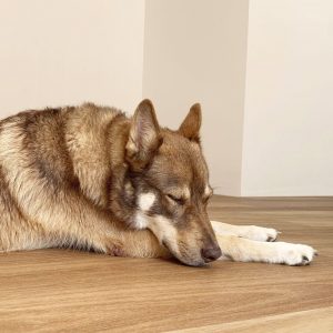 Rigid Plank Coastal Blackbutt with dog sleeping