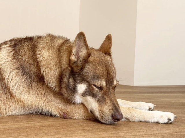 Rigid Plank Coastal Blackbutt with dog sleeping